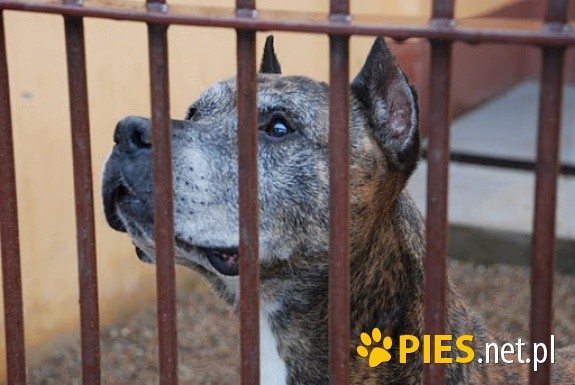 Starszy Pan Amstaff DAN czy w końcu go ktoś pokocha?