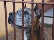 Starszy Pan Amstaff DAN czy w końcu go ktoś pokocha?