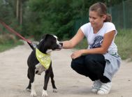 Śliczna i młoda,straciła wszystko - Amstaff DORA szuka domu!