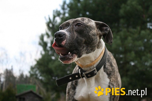 Łagodny, kochany mix amstaff a LUCKY - skrzywdzony przez człowieka.