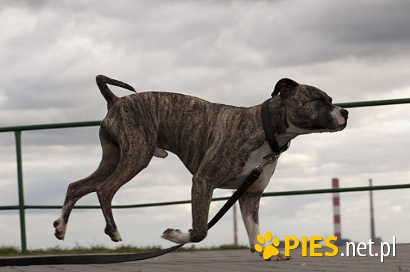 Łagodny, kochany mix amstaff a LUCKY - skrzywdzony przez człowieka.