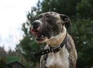 Łagodny, kochany mix amstaff a LUCKY - skrzywdzony przez człowieka.