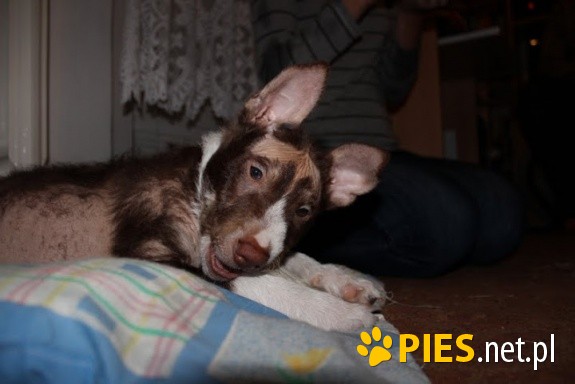 Kojak-podaruj Mu godne życie...