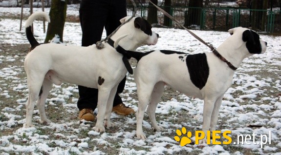 IWAN i STELLA oddam parę w dobre ręce - do adopcji