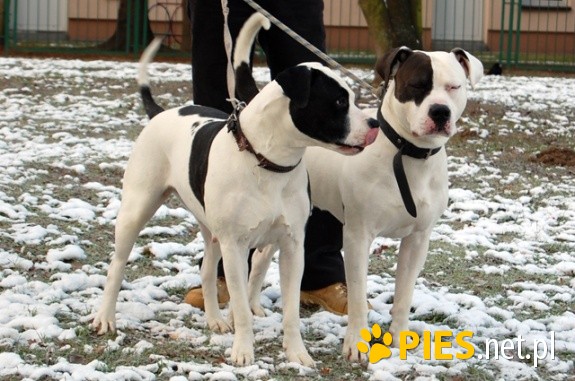 IWAN i STELLA oddam parę w dobre ręce - do adopcji