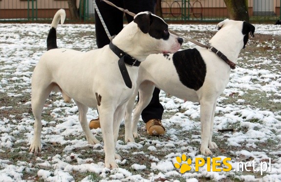 IWAN i STELLA oddam parę w dobre ręce - do adopcji