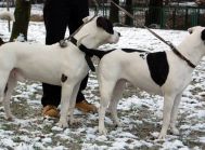 IWAN i STELLA oddam parę w dobre ręce - do adopcji