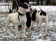 IWAN i STELLA oddam parę w dobre ręce - do adopcji
