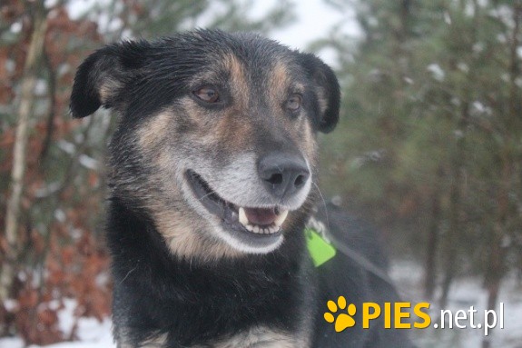 Sting.Czy zostaniesz ze mną?