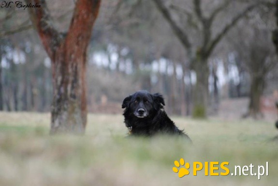 Amigo.Potrzebuje przyjaciela już na zawsze...