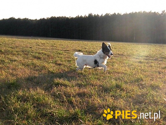 Rocky śliczny jegomość do adopcji