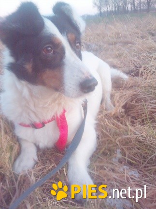 Rocky śliczny jegomość do adopcji