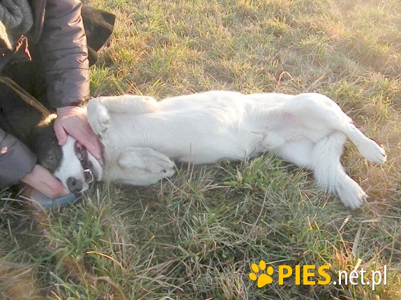 Rocky śliczny jegomość do adopcji