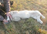 Rocky  śliczny jegomość do adopcji