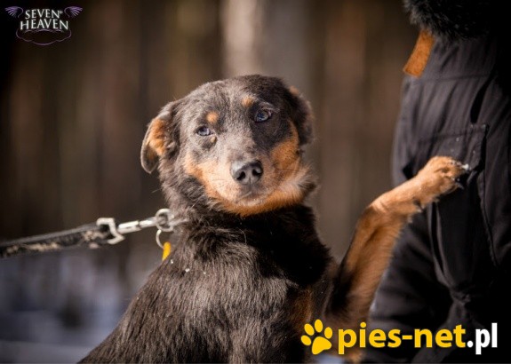 Chojrak-głupi pies?