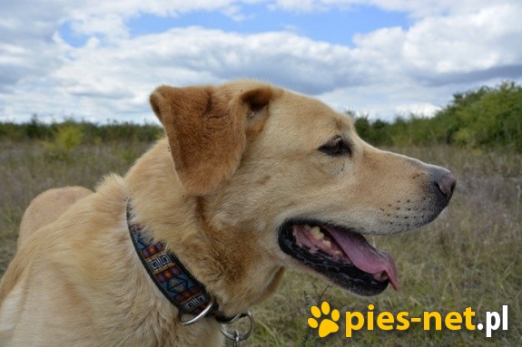 BENEK – biszkopt w typie labradora, do adopcji
