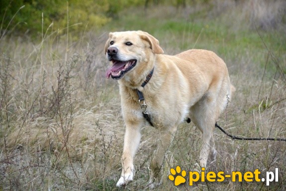 BENEK – biszkopt w typie labradora, do adopcji