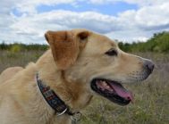 BENEK – biszkopt w typie labradora, do adopcji