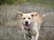 BENEK – biszkopt w typie labradora, do adopcji