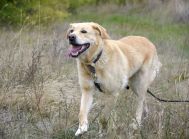 BENEK – biszkopt w typie labradora, do adopcji