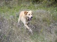 BENEK – biszkopt w typie labradora, do adopcji