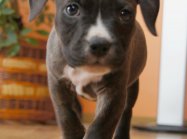 American staffordshire terrier