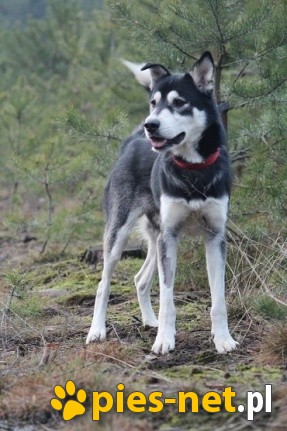 Sals-niezwykły mix husky szuka domu!