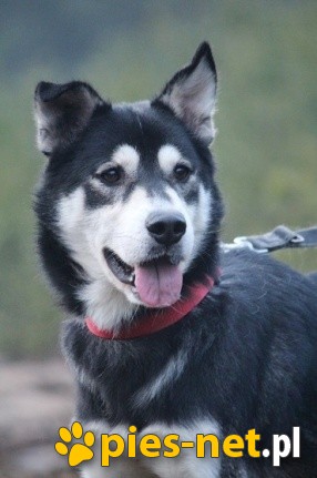 Sals-niezwykły mix husky szuka domu!