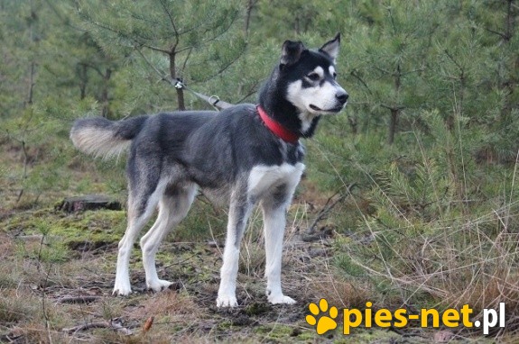 Sals-niezwykły mix husky szuka domu!