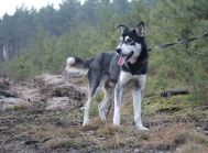 Sals-niezwykły mix husky szuka domu!