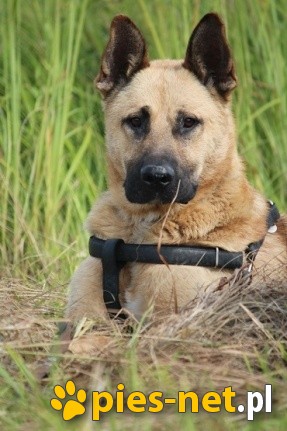 Finn.Zastanawiałeś się kiedyś jak wygląda serce demona?