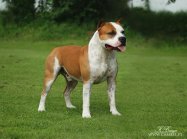 American staffordshire terrier